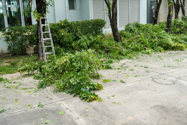 How Our Tree Care Process Works  in  Lake Park, IA