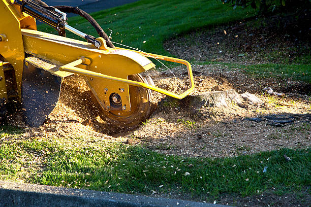 Best Tree Preservation Services  in Lake Park, IA