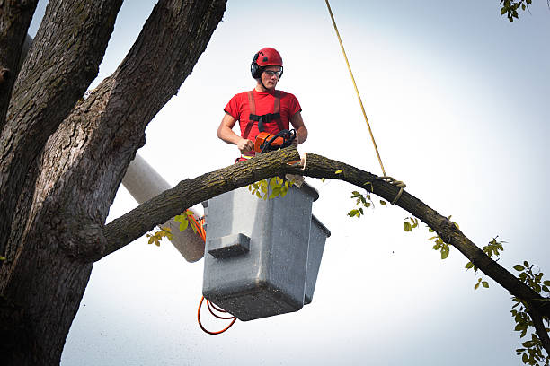 Best Storm Damage Tree Cleanup  in Lake Park, IA