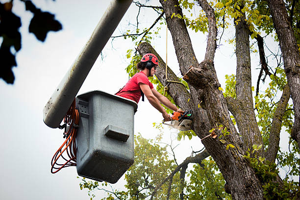 Best Firewood Processing and Delivery  in Lake Park, IA